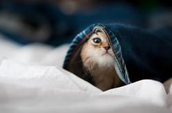 开云APP-颠覆与新生，迪亚斯在美加墨世界杯的传奇一夜，西班牙如何掀翻墨西哥王朝