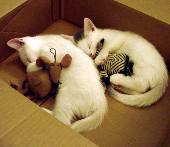 国王终结黄蜂,西甲国家德比焦点战中的王朝更迭