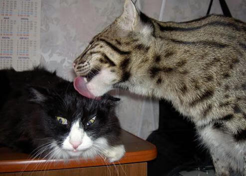 锡安主宰比赛走向,勇士冲垮新疆队